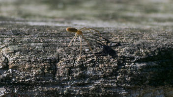 Hunting his shadow - Kostenloses image #401009